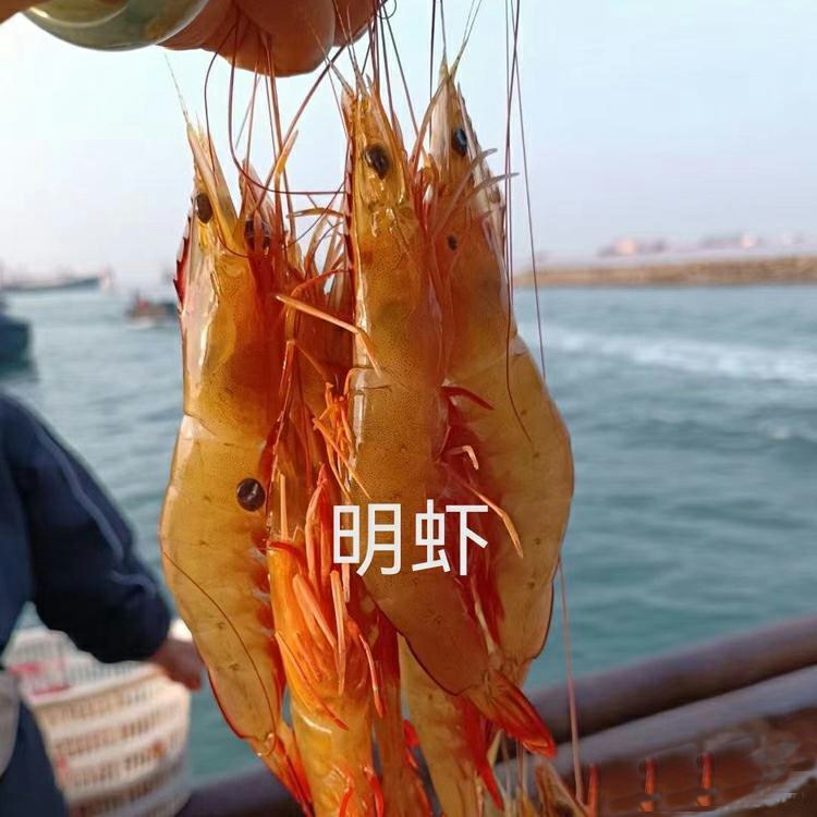 湛江天然海白虾